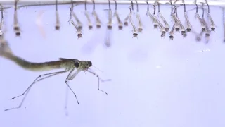 Natural/Organic Pools are full of mosquitoes - myth busted