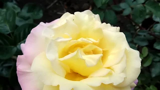 ЖЁЛТАЯ РОЗА 🌹(цветы весна 2018) rose jaune - gelbe Rose - yellow rose