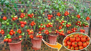 How to grow tomato plants in hanging plastic bottles | Growing tomatoes from seeds gives many fruits
