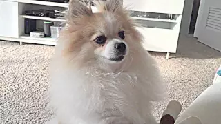 Talking Pomeranian