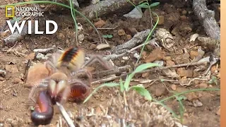 Camel Spider Captures, Kills Millipede at ‘Warp Speed’ | Nat Geo Wild