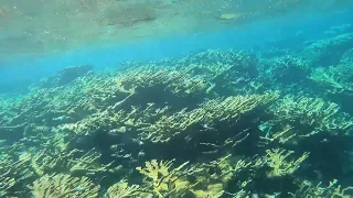 Bahamas - Abaco National Park Snorkeling