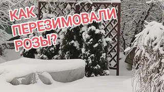 ПРАВИЛЬНОЕ ОТКРЫТИЕ РОЗ ВЕСНОЙ. НЕ СОВЕРШАЙТЕ ОШИБОК.