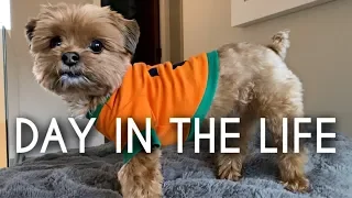 Morkie Puppy Routine | A day in the Life of my Dog