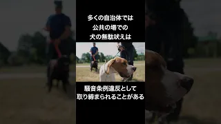 犬の「法律に関する」雑学　#shorts #犬 #雑学 #犬の雑学