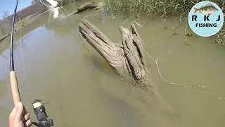 Campaspe River Redfin and Yellowbelly