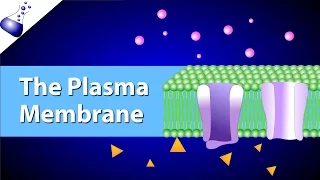 The Plasma Membrane and the Fluid Mosaic Model