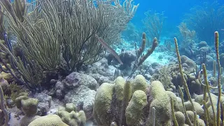 Bonaire diving 2022