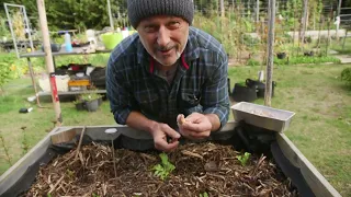 Garlic Planting Tips