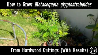 How to grow Metasequoia from Hardwood Cuttings with Results