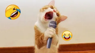 🤣🤣 Best Cats Videos 🐕🐱 Funny And Cute Animal Videos 2024 #16