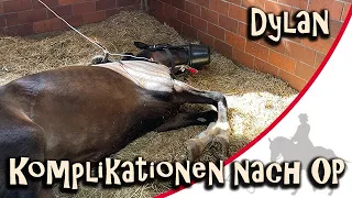 Dylan - Komplikationen nach der Operation