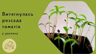 Витягнулась розсада томатів у равлику. Що робити ?