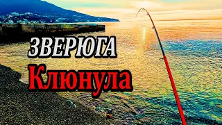 🔴АЖ УДОЧКА  ТРЕЩАЛА. Ловля Форели. Рыбалка на Черном море. Крым. Ялта