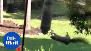 Squirrel goes for a spin on bird feeder in a back garden - Daily Mail