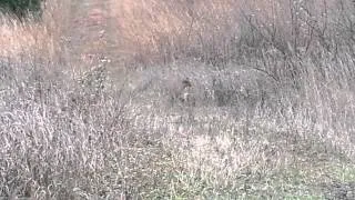 Bobcat encounter Big Rapids, Michigan November 15th 2014