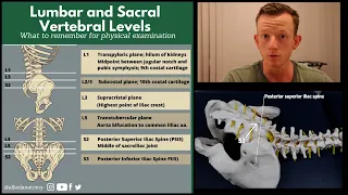 Lumbar and sacral spine landmarks