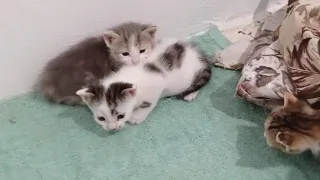 The brave little cat protects his little sister until his mother returns