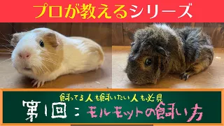 【徹底解説】プロが教えるモルモットの飼い方！