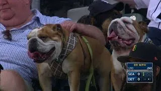 SEA@DET: Fans take in the action with their dogs