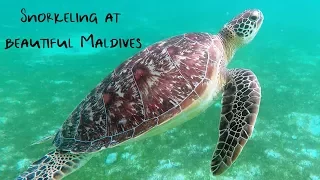 Snorkeling at Kuredu Maldives