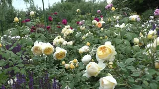 Английские розы после дождя. Обзор розовых кустов.