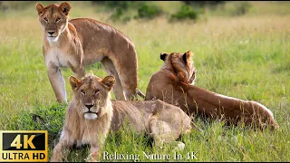 Our Planet : 4K African Wildlife - Kruger national Park In South Africa - 2HRS