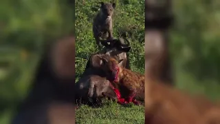 Spotted Hyena eats Wildebeest alive