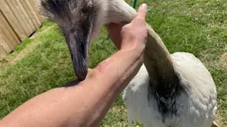 How To Survive A Rhea Attack (training Kevin p1)