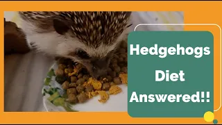 What do Wild hedgehogs eat and How should I feed my pet hedgehog?