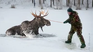 От этого видео замирает сердце. Спасение диких животных из ледяного плена.