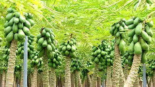 How to Farming Millions of Papaya and papaya Harvesting & papaya fruit processing