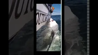 Great White Shark