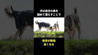 犬の秘密🤫暴露します🔥パート3