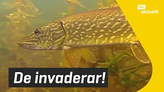 Gäddorna invaderar!  | Lilla Aktuellt