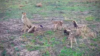 Cheetah Mom Taking Her 4 Cubs on A Training Day!