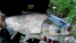 Лов товстолобика у ставках України. Silver carp fishing in Ukrainian rates