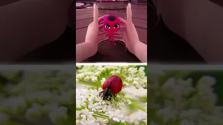 Kwamis in real life   Tikki  - Ladybug | Miraculous Ladybug #Shorts