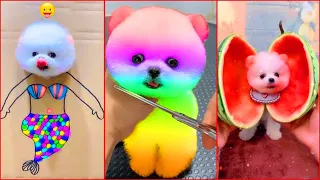 Funny and Cute Dog Pomeranian 😍🐶| Funny Puppy Videos #179