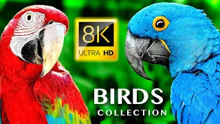 САМАЯ БОЛЬШАЯ КОЛЛЕКЦИЯ ПТИЦ 8K 60FPS ULTRA HD - #BirdWatching