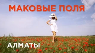 Поездка на МАКОВЫЕ ПОЛЯ