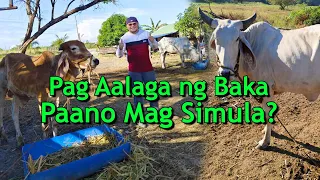 Pag Aalaga ng Baka, Paano Mag Simula Part 1