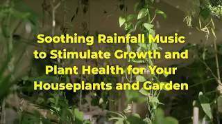 Soothing Rainfall Music to Stimulate Growth and Plant Health for Your Houseplants and Garden