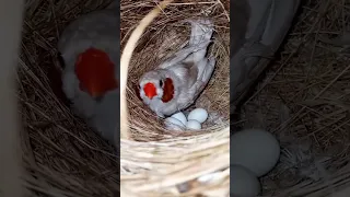 Finches Male sitting on eggs 🥚#subscribe #shorts #pets #birds #summerofshorts #viral #views #finches