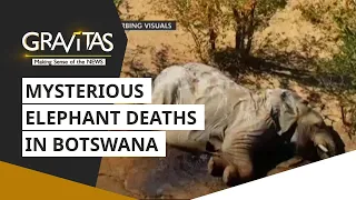 Gravitas: Mysterious elephant deaths in Botswana