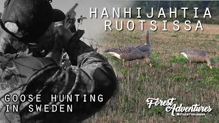 Hanhijahtia Ruotsissa | Goose hunting in Sweden | osa 1