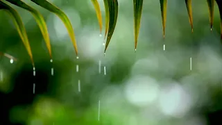 10 Hours Relaxing Sleep Music + Rain Sounds - Relaxing Music, Peaceful Piano Music, Insomnia