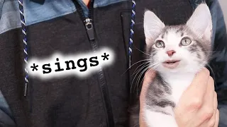 When your cat writes a song