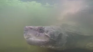 mating of chelydra serpentina with a gopro