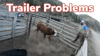 Loading Cows Gone Wrong!